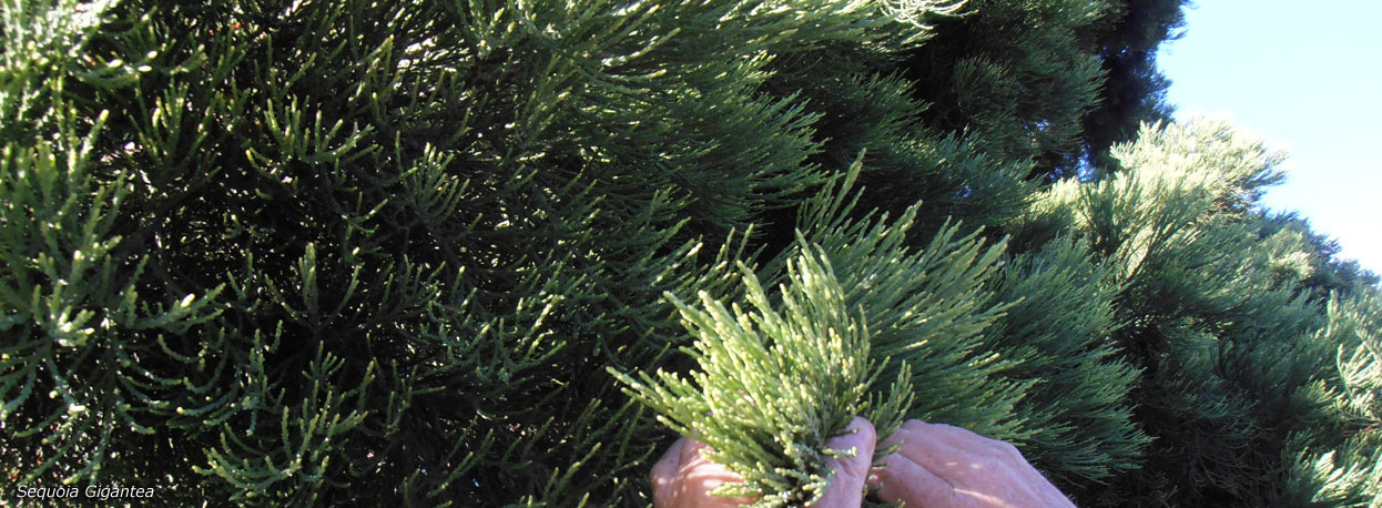 Herboristerie de la Chartreuse : Sequoia Gigantea